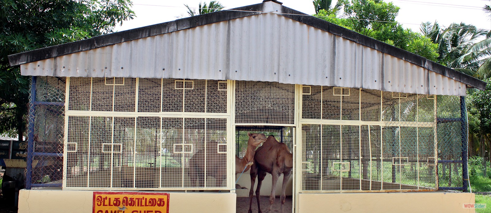 Camel Shed 