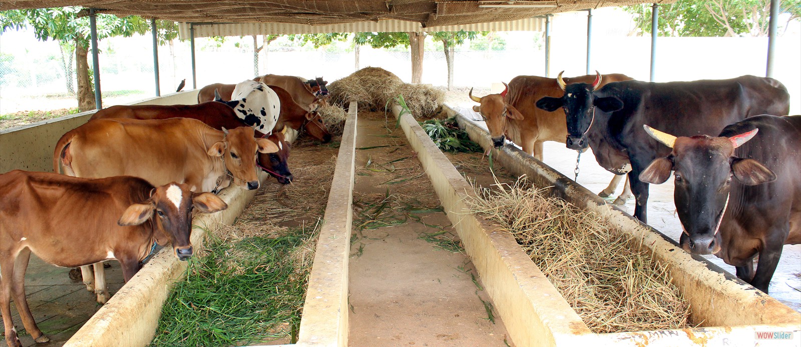 Cattle Shed