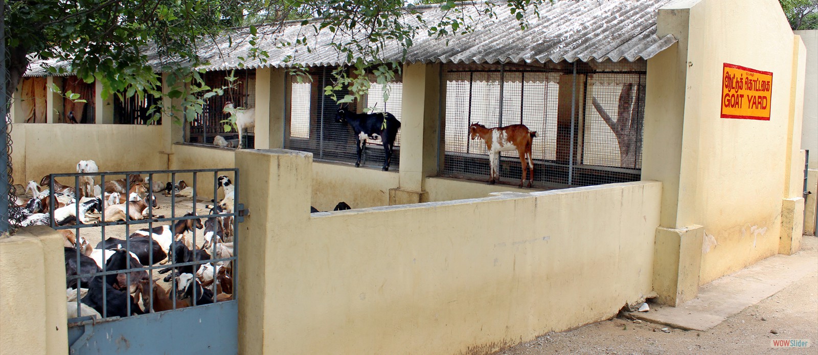 Goat Shed