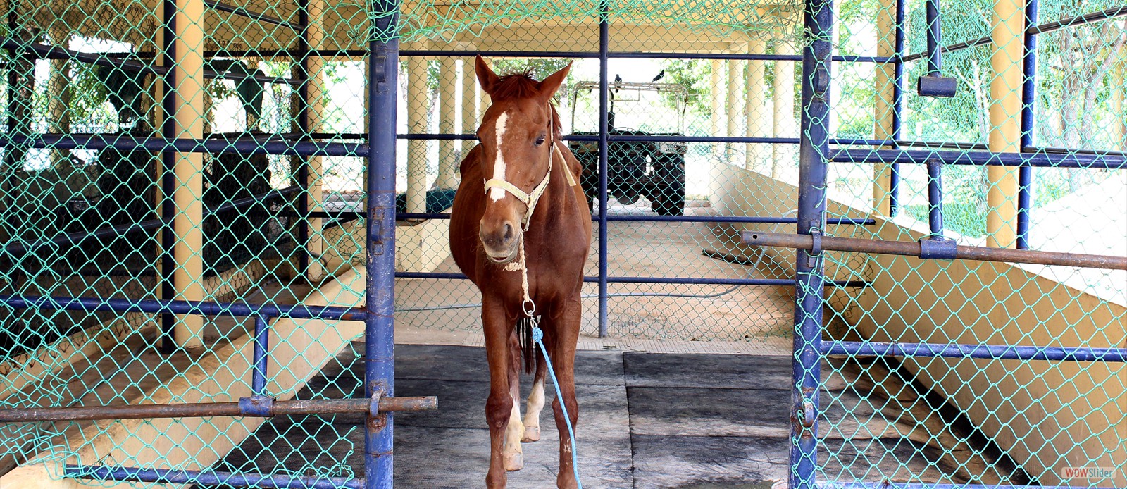 Horse Shed