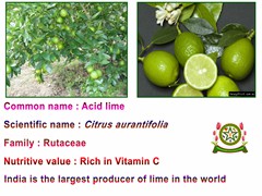 Acid Lime