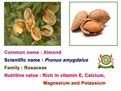 ALMOND