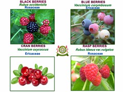 Berries (2)