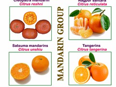 Citrus Group