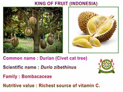 Durian