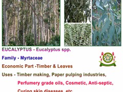 Eucalyptus