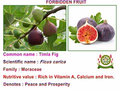 Fig