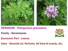 Geranium