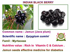 Jamun