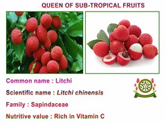 Litchi