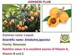 Loquat