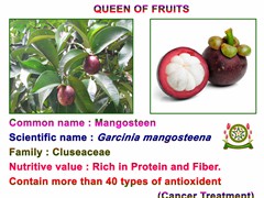 Mangosteen