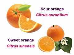 Orange Group