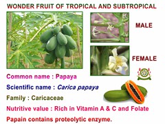 PAPAYA