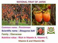 Persimmon