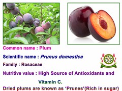 plum