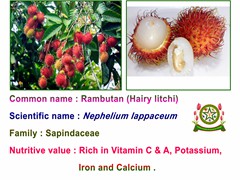 Rambutan