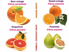 Sweet Orange group